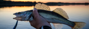 walleye fishing at sunset