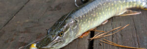 Norther Pike Catch