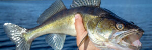 Fisherman holding up a walleye