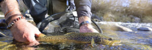 Man releasing a brown trout back into water