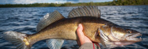 Walleye being held by a fisherman on the water