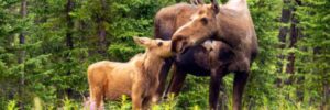 Moose cow with calf in forest