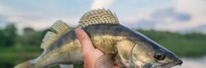 A man holds up a Walleye he recently caught