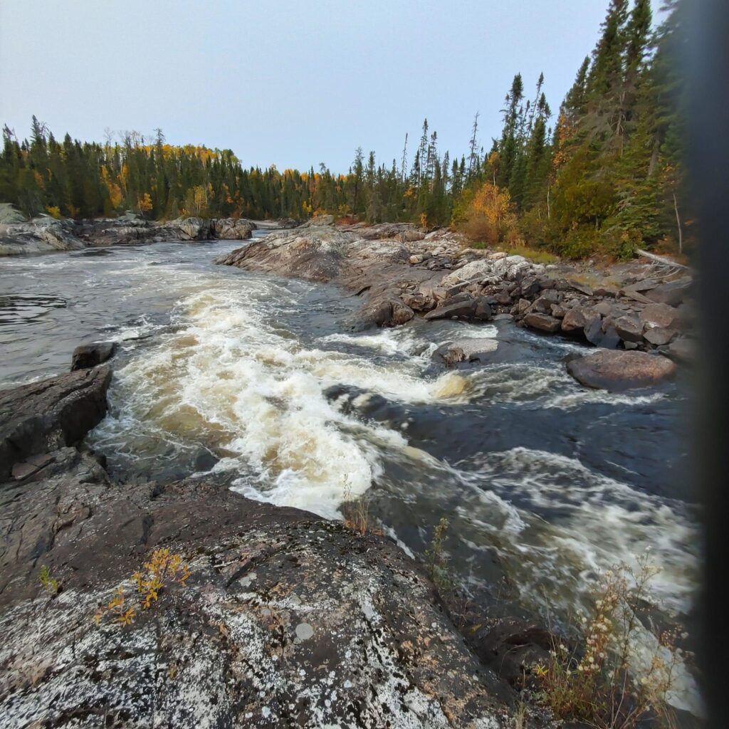 Rushing river flows over rocks surrounded by dense coniferous forest under a clear sky.