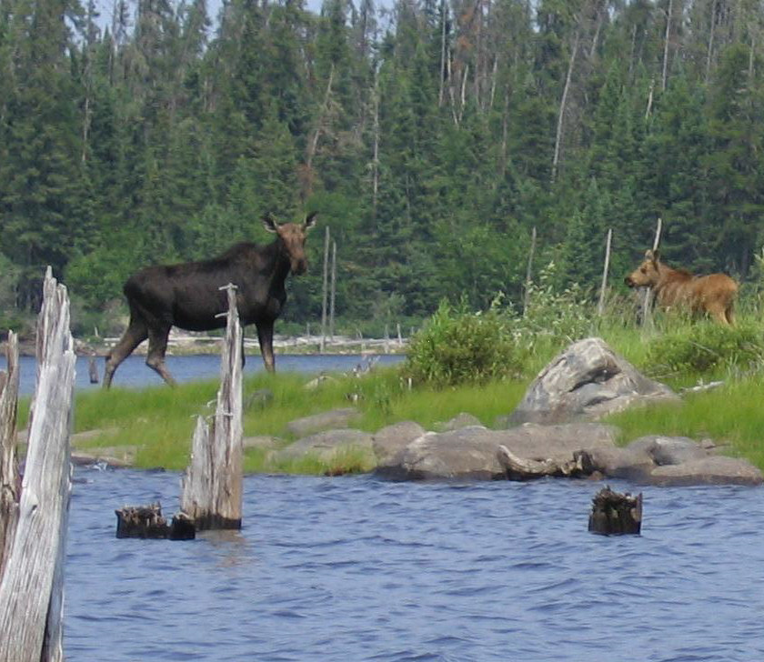 Moose and calf standing near the shore of a lake with trees in the background.