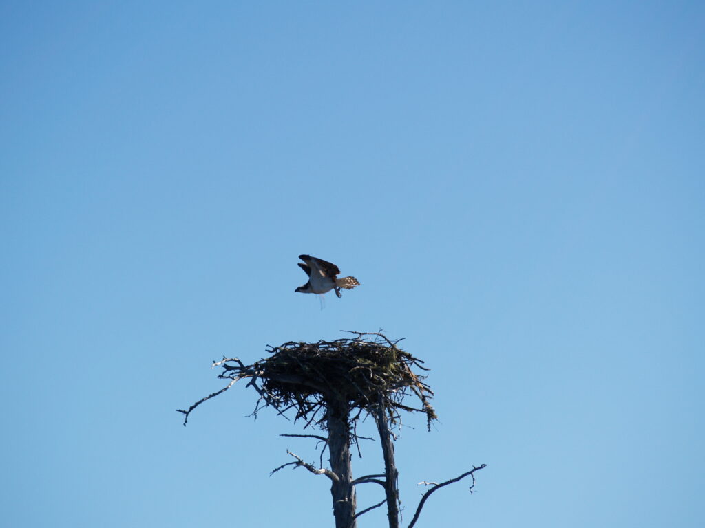 Bird flying away from a nest on a bare tree against a clear blue sky.