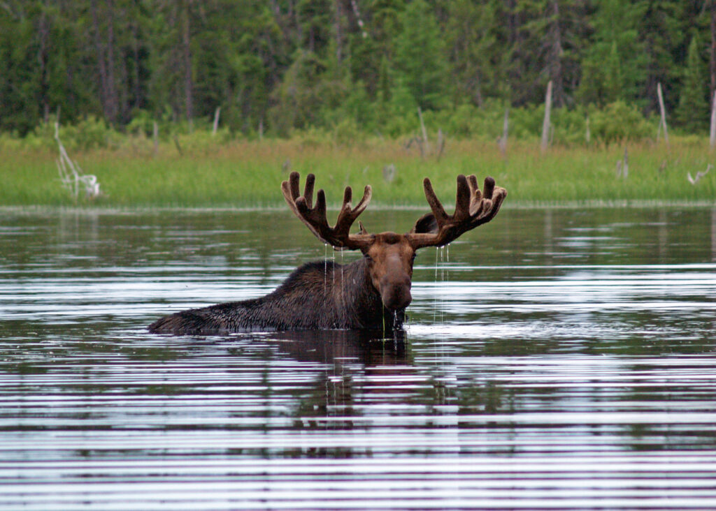 Moose standing in a calm body of water with green forest in the background. Only the head and antlers are visible above water.