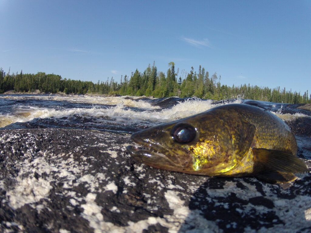 Fish lying on a dark rock by a rushing river, with a forest and blue sky in the background.