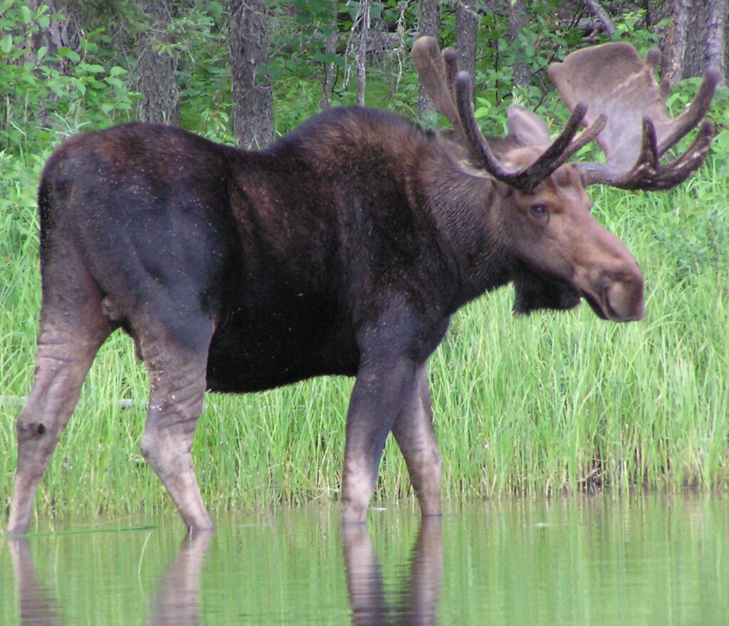 Moose standing in shallow water, surrounded by green grass and trees in the background.