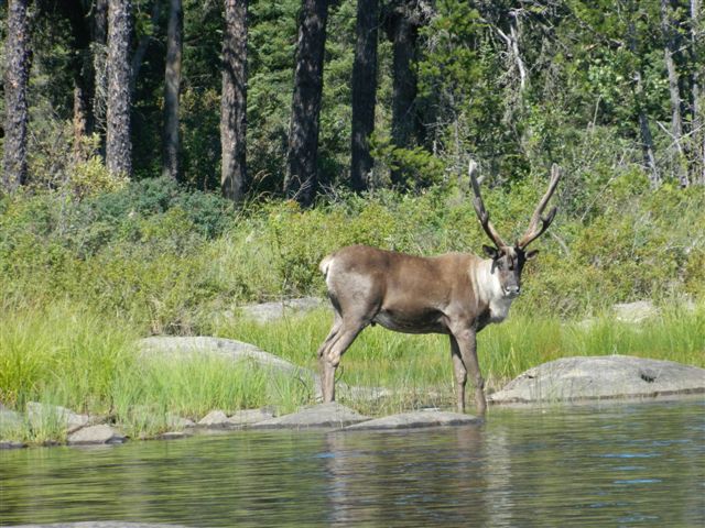 A caribou stands on rocks near a forested area by the water, with trees in the background.