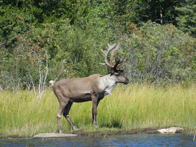 A caribou with large antlers standing on grass by a body of water, surrounded by trees.